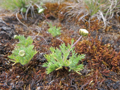 Cotula abyssinica