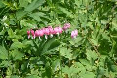 Lamprocapnos spectabilis