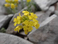 Alyssum flexicaule