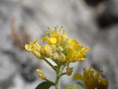 Alyssum serpyllifolium