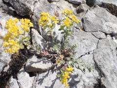 Alyssum serpyllifolium