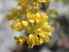 Alyssum serpyllifolium