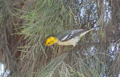 Setophaga occidentalis