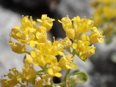 Alyssum serpyllifolium