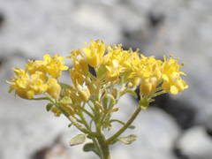 Alyssum serpyllifolium