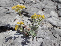 Alyssum serpyllifolium