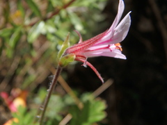 Pelargonium whytei