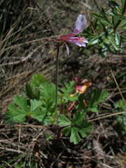 Pelargonium whytei