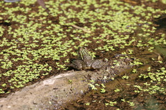 Lithobates chiricahuensis