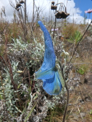 Delphinium macrocentrum