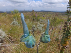 Delphinium macrocentrum