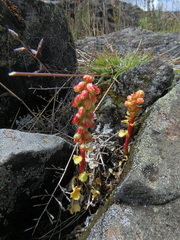 Umbilicus botryoides