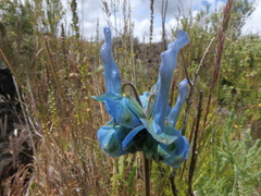 Delphinium macrocentrum