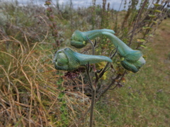Delphinium macrocentrum