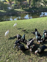 Cairina moschata domestica