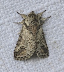 Antithemerastis acrobela
