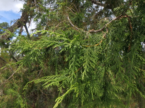 African juniper