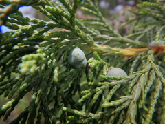 Juniperus procera