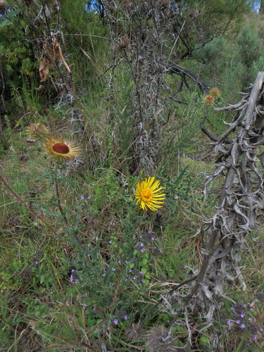 Berkheya spekeana