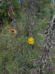 Berkheya spekeana