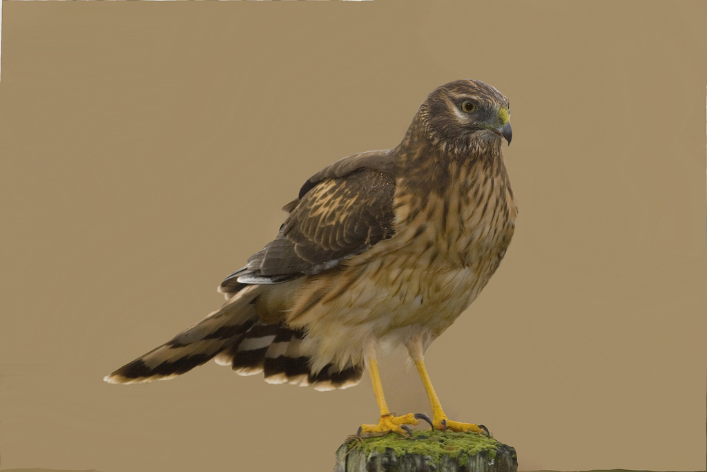 Foto de Hen Harrier