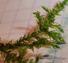 Rhynchostegium megapolitanum