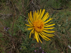 Berkheya spekeana