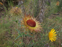 Berkheya spekeana