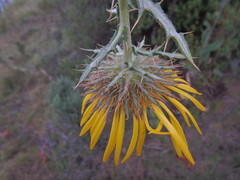 Berkheya spekeana