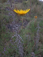 Berkheya spekeana