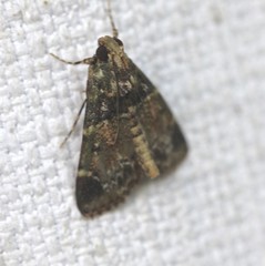 Orthaga atribasalis