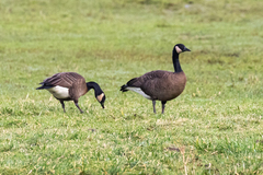 Branta canadensis occidentalis