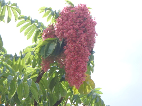 African Redwood