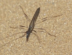 Rhinophthalmus