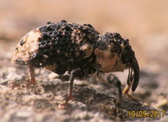 Cryptorhynchus lapathi