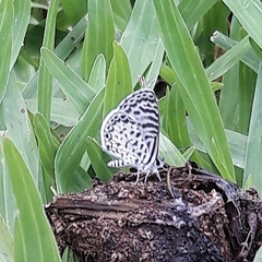 Leptotes cassius cassius