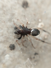 Steatoda ancorata