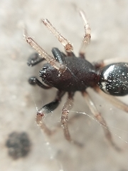 Steatoda ancorata