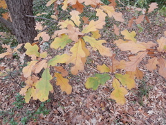 Quercus laceyi