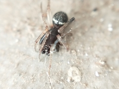 Steatoda ancorata