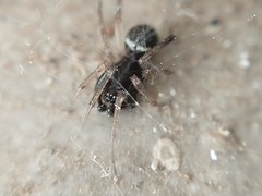 Steatoda ancorata