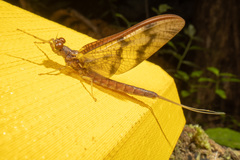 Ichthybotus hudsoni
