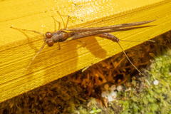 Ichthybotus hudsoni