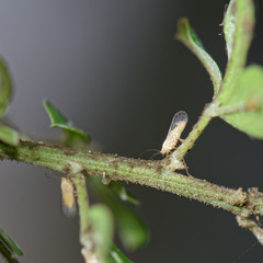 Acizzia jamatonica