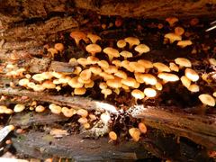 Xeromphalina leonina