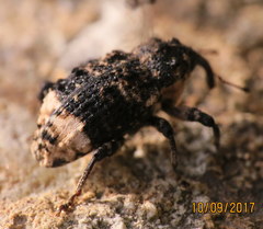 Cryptorhynchus lapathi