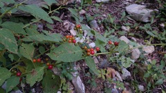 Witheringia mexicana