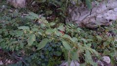 Witheringia mexicana