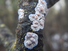 Cylindrobasidium evolvens