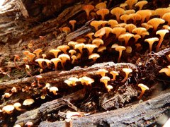 Xeromphalina leonina